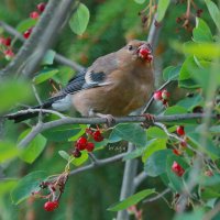 насыщение... :: Andrey Bragin 