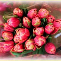 Букет тюльпанов ... :: Валентина Надсон