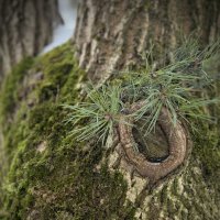 Древесное око. :: Любовь 