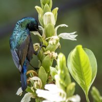 Палестинская нектарница. :: Alexander Amromin