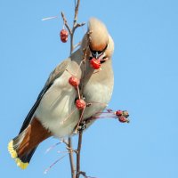 Свиристель :: Виктор Иванович Чернюк