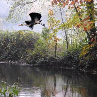 В поисках рыбёшки :: Valziwa 