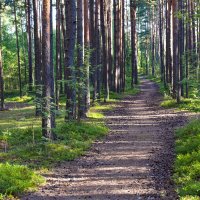 Дорожка :: Валерий Пославский