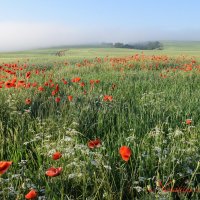 Природа Крыма :: Изумительная Космея