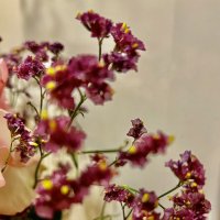 Сухоцвет :: Натали 