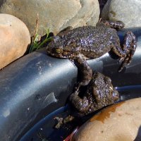 Подвинься... :: ВикТор Быстров