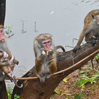 Шри-Ланка. Живность. :: Александр Беляков