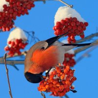Приятного аппетита. :: Николай Рубцов