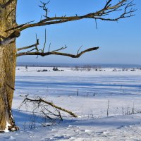 Из жизни деревьев :: Роман Пацкевич