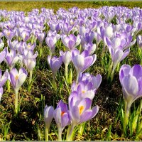 Целое поле крокусов! :: Лия ☼