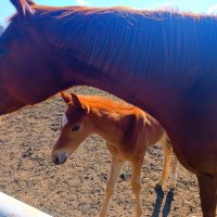 Мать с детками :: Слава Коломойцев