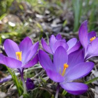 ... крокусы — это весеннее настроение, первые краски после зимы, легкость и нежность... :: Галина 