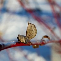 Скоро весна :: Tina Kott