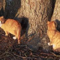 Жители Ривьеры. :: Лилия *