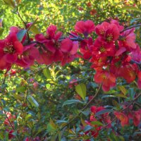 Японская  айва :: Валентин Семчишин