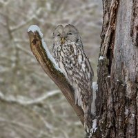 Длиннохвостая неясыть (уральская сова). :: Nikolay Lovec Длиннохвостая неясыть (уральская сова). :: Nikolay Lovec