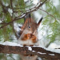 Белка :: Alex Bush