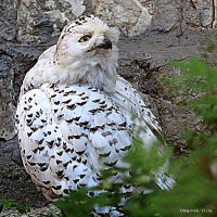 редкие птицы :: Олег Лукьянов