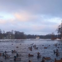 Рассвет и утки :: Сапсан 