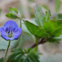 Вероника :: Надежда Куркина 