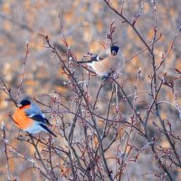 Пора подкрепиться!   ( вкусные почки  )  ) :: Елена Хайдукова  ( Elena Fly )