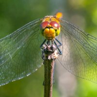 Лето. Макро :: Владимир Лазарев