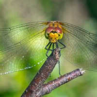 Лето. Макро :: Владимир Лазарев