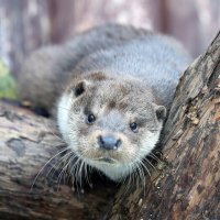 выдра :: Михаил Бибичков выдра :: Михаил Бибичков