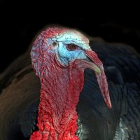 индюк :: Михаил Бибичков