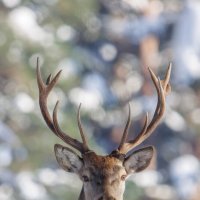 Портрет :: Sergey38 