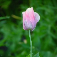 Немного о маке. :: nadyasilyuk Вознюк