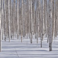 Березки :: Надежда 