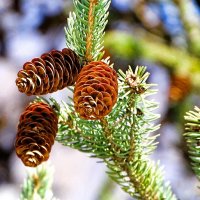 Еловые шишки в марте. :: Милешкин Владимир Алексеевич 