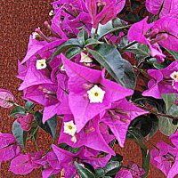 Цветы Барселоны. :: Владимир Драгунский