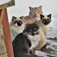 питомцы :: Венера Чуйкова