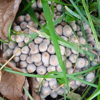 городские грибы :: Елена Шаламова