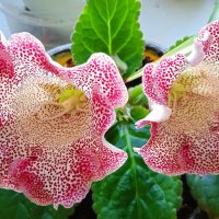 была у меня глоксиния :: Елена Шаламова