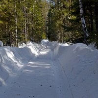 Лесная дорога. :: ВикТор Быстров