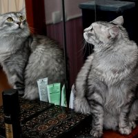 и совсем не толстый :: Aleksandr .