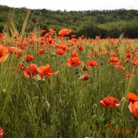 Природа Крыма :: Изумительная Космея