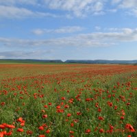 Природа Крыма :: Изумительная Космея