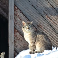 Сердитый весенний кот)) :: Prizrak 777