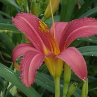 Лилейник :: Freddy 97