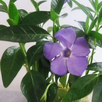 Барвинок. Один из первых весенних цветов, выросший на грядке :: Татьяна Р 