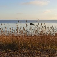 Финский залив. :: Лилия *