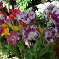 Роскошные фавориты весны. :: Люба 