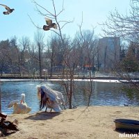 Март в ростовском зоопарке :: Нина Бутко