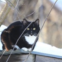 .. :: Ninell Nikitina