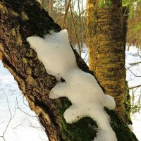 Прячется от Солнца :: Андрей Снегерёв