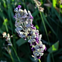 Thalia   Dealbata :: Анатолий Малобродский